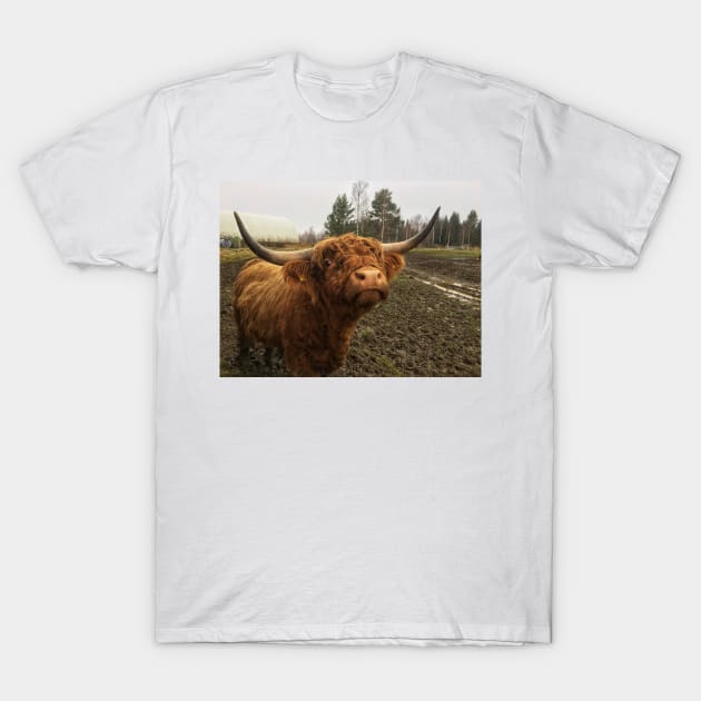 Scottish Highland Cattle Bull 1846 T-Shirt by SaarelaHighland